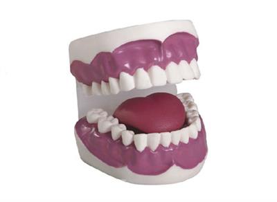牙护理保健模型（28颗牙，放大3倍）XY-K2
