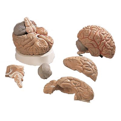 脑及动脉模型(5部分)-德国3B-VH405