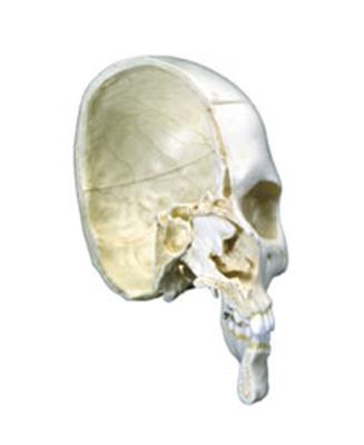 颅模型骨半颅4部分-德国3B-A280