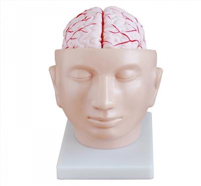 头部附脑动脉模型KAY-318