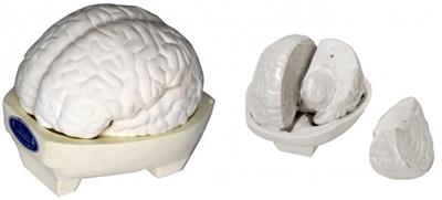 脑解剖模型（3部件）KAY-304
