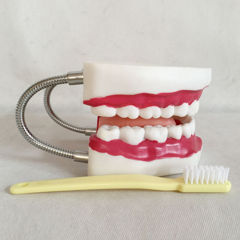 口腔保健护理模型（28颗牙）QY-GYBD03