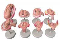 胎儿发育过程模型 宫内发育示教模型  XM-801