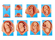 妊娠胚胎发育过程模型  XM-803