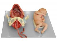 足月胎儿分娩过程模型  XM-814A