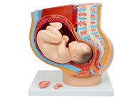 骨盆含妊娠九个月胎儿模型  XM-815
