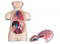 胎儿血液循环及胎盘模型  XM-821