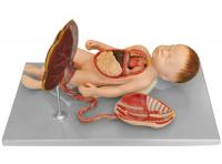 胎盘脐带与胎儿内脏模型  XM-822