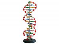 DNA结构模型  XM-842