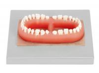成人牙模型总汇（32颗牙）  XM-901