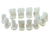 牙体形态模型  XM-922