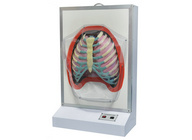 人体呼吸运动电动模型 电动呼吸系统模型  XM-D010