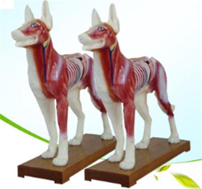 狗体针灸模型 狗体解剖模型 动物解剖模型 动物犬狗穴位模型