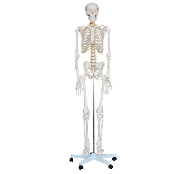 人体骨骼模型(180cm)HK-A1001