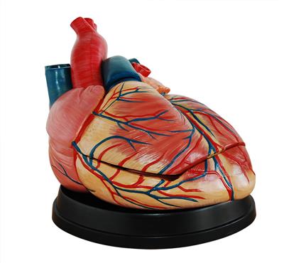 新型人工心脏解剖模型HK-XC-307C