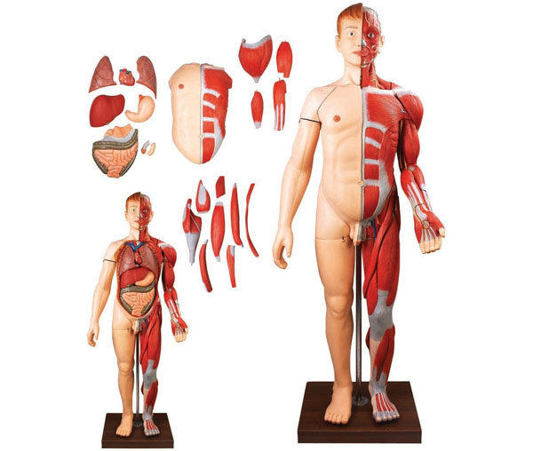 人体全身层次肌肉附内脏模型HK-A10001