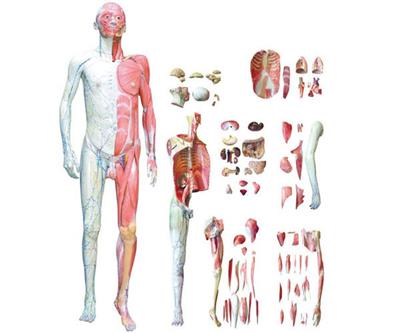 人体全身层次解剖附内脏模型HK-A1028-2