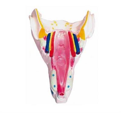 咽喉壁肌模型HK-BM1079