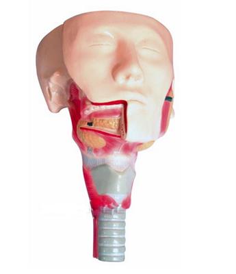 唾液腺及咽肌解剖模型HK-BM1080