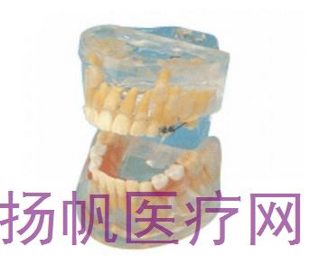 透明乳牙发育模型HK-L1009