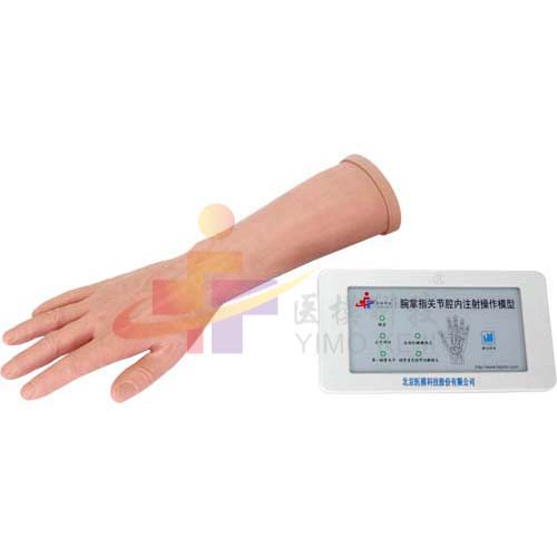 腕掌指关节腔内注射操作模型WL1034A