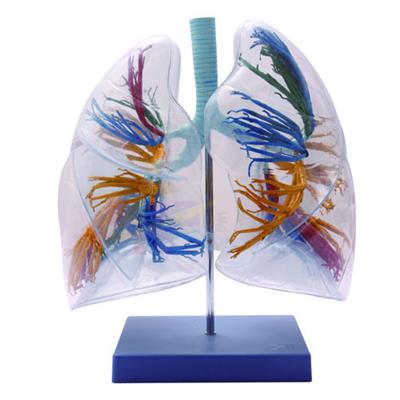 透明支气管肺段示教模型