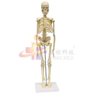 人体骨骼模型（45cm）