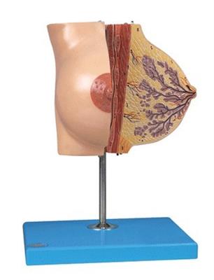 哺乳期女性乳房解剖模型LY1153