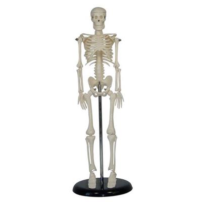 人体骨骼模型XC103-42CM