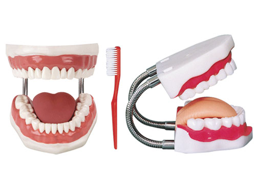 牙护理保健模型（28颗牙，放大5倍）XY-K1