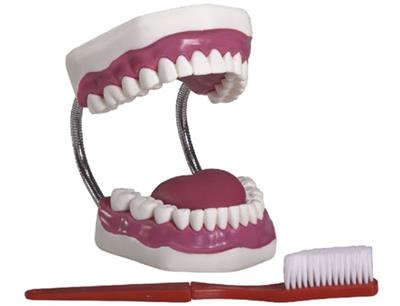 牙护理保健模型（放大五倍）YJ-11A