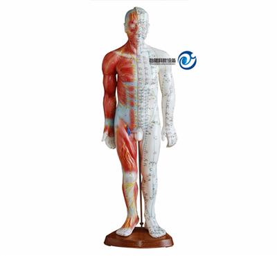 55CM男性针灸模型(带肌肉解剖)YJ-517A