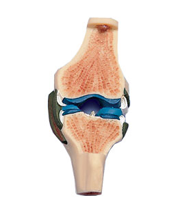 进口膝关节切面模型W19006
