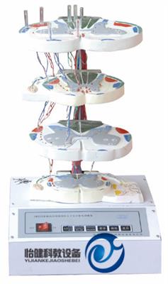 脊髓内部结构和上下行纤维电动模型YJ-A18222