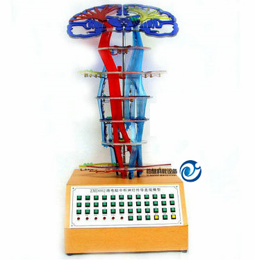 脊神经的组成和分布电动模型YJ-A18224