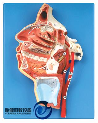 口、鼻、咽、喉内侧面血管神经模型YJ-A18108