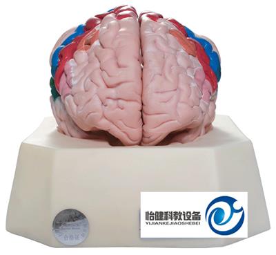 大脑皮质分区模型YJ-A18206