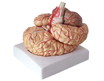 脑神经在头颈部分布模型YJ-A18109-3