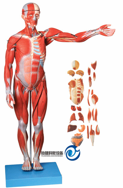 人体全身肌肉附内脏模型(缩小模型)YJ-A11301-1