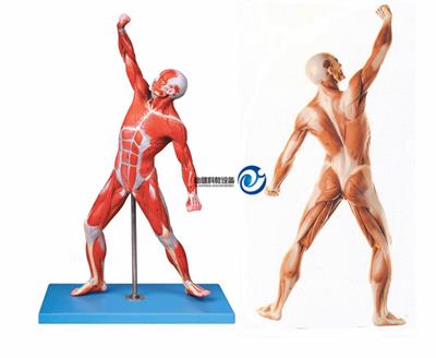 人体全身肌肉运动模型YJ-A11303