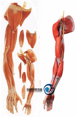 上肢肌肉附血管神经模型YJ-A11305
