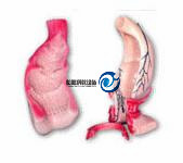 直肠和肛管模型YJ-A12007