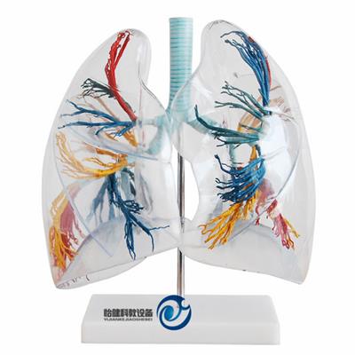 透明肺段模型YJ-A13009