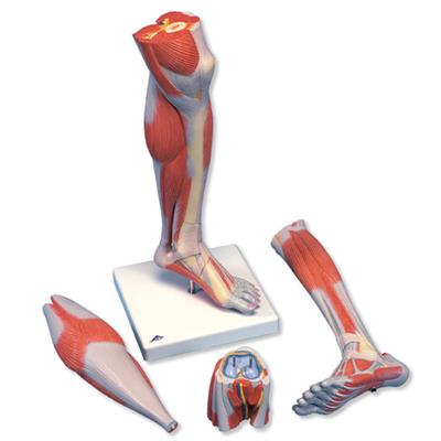 进口豪华型带膝的小腿肌模型(3部分）M22