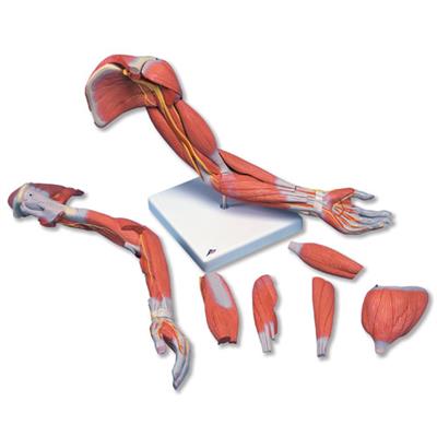 肌肉臂(6部分M11