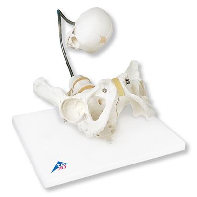 婴儿出生演示骨盆模型-德国3B-L30