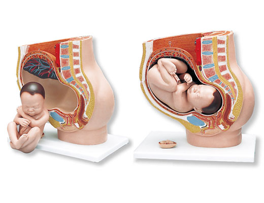 妊娠骨盆模型-德国3B-L20