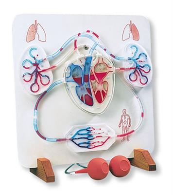 功能心脏和血液循环系统模型-德国3B-W16001