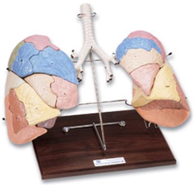 肺分区复制模型W47029