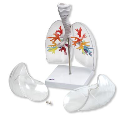 CT支气管带咽喉和透明肺叶G23-1